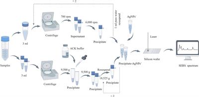 Rapid identification of bloodstream infection pathogens and drug resistance using Raman spectroscopy enhanced by convolutional neural networks